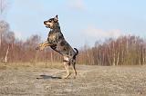 CATAHOULA 017